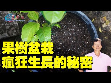 福木換盆|誰家門前種福樹最旺財？